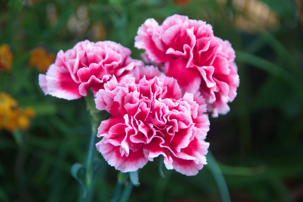 geboortebloemen anjer