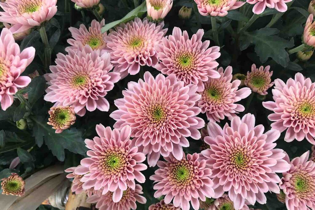 chrysant