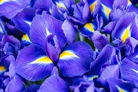 geboortebloemen