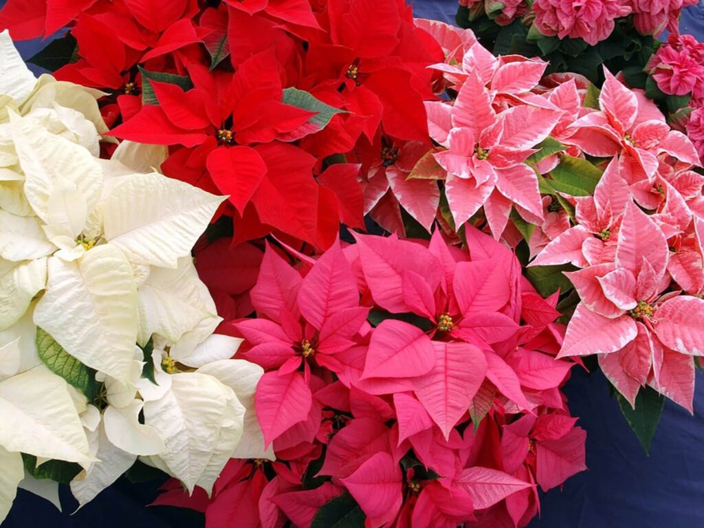 kerstster