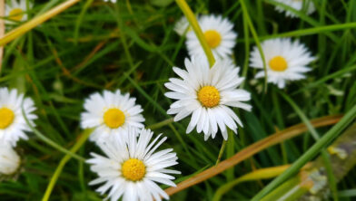 geboortebloemen