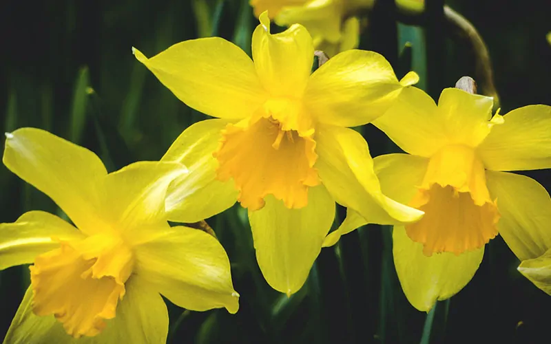 geboortebloemen