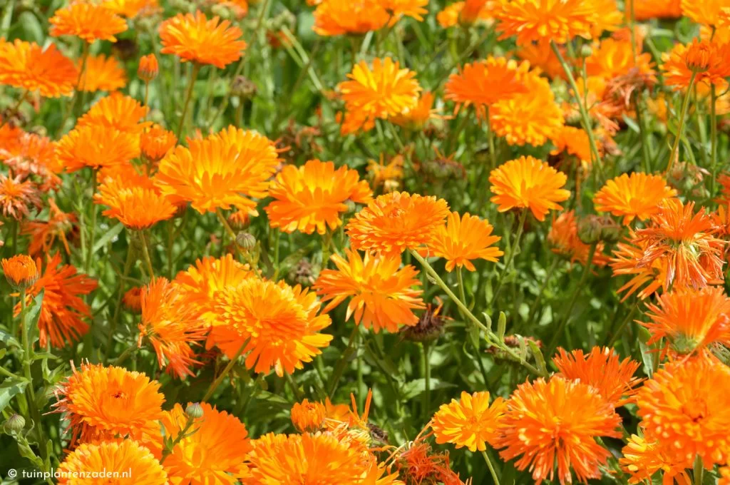 geboortebloemen
