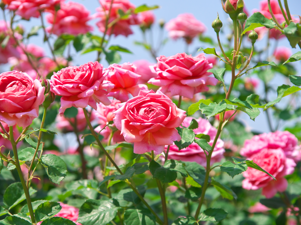 geboortebloemen